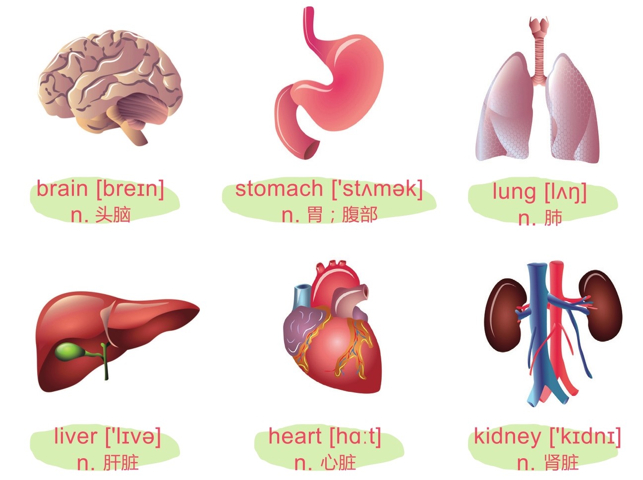 英语单词超图解 （Human Body 人体篇）